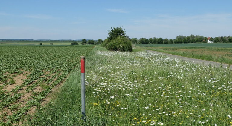 Streuobst, Balkenmäher für Blumenwiesen, Feldgehölze – wer fördert welche Naturschutzmaßnahmen?