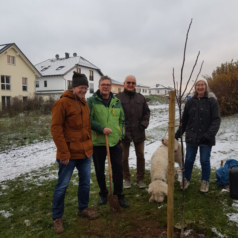 Gut fürs Stadtklima: Grüne pflanzen einen Walnussbaum am Steinernen Kreuz