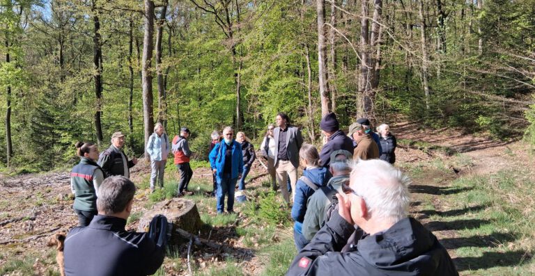 Der Wald besteht nicht nur aus Bäumen 